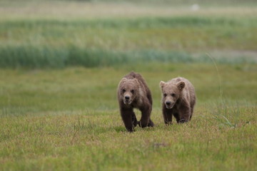 Two Grizzly Bear (Ursus arctos) cubs running and playing, Alaska Katmai National Park, Hallo Bay