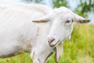 Obraz premium White goat with big ears