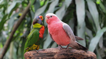 Two parrots