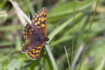 Fototapeta premium Duke of Burgundy Fritillary (Hamearis lucina), female, Eifel Mountains, Germany.