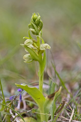 Frog Orchid, (Coeloglossum viride or Dactylorhiza viridis), Eifel Mountains, Germany.
