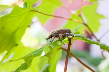 European beetle pest - common cockchafer (melolontha) also known as a May bug or Doodlebug eating maple green leaves..