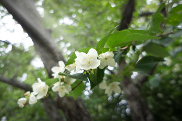 jasmine spring flowers with raindrops.