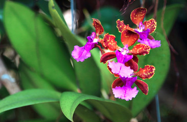 The purple red orange orchids in Thailand. They are very beautiful.