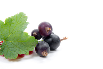 Black currant berry isolated on white. A bunch of black currant..