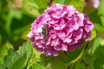 striped dragonfly on pink hydrangea