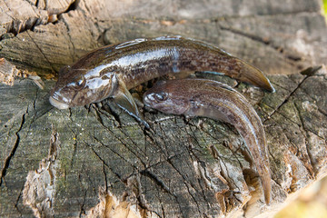 Two freshwater bullhead fish or round goby fish just taken from the water on wooden background.