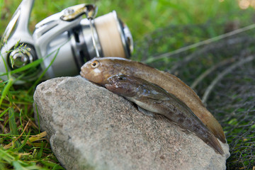 Two freshwater bullhead fish or round goby fish just taken from the water on gray stone background and fishing rod with reel..