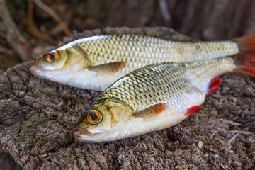 View of two common rudd fish on natural vintage wooden background..