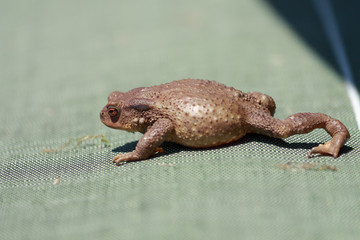 toad on green surface