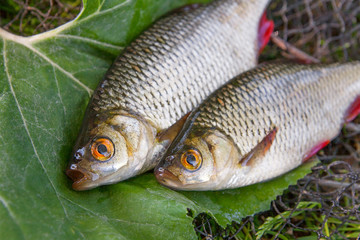 Close up view of two freshwater common rudd fish on big green leaf..