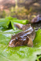 Close up view of freshwater bullhead fish or round goby fish just taken from the water on big green leaf..