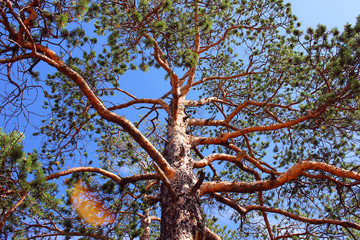 Tree against the sky