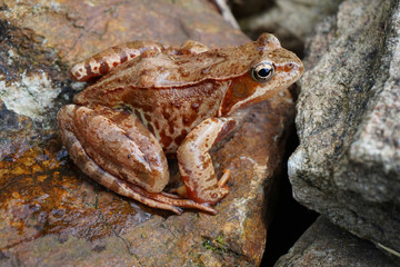 brown common frog