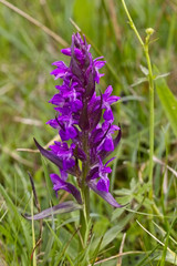 Obraz premium Western or Broad-leaved Marsh Orchid (Dactylorhiza majalis), Eifel Mountains, Germany.