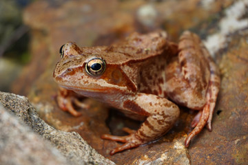 brown common frog