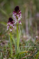 Burnt Orchid (Orchis ustulata), Eifel Mountains, Germany.