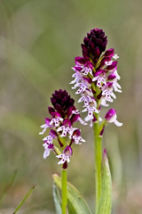 Burnt Orchid (Orchis ustulata), Eifel Mountains, Germany.