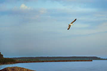 Gulls on the beach at sunrise