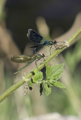 Accouplement de libelules