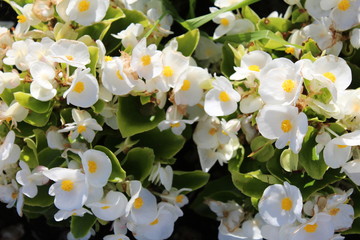 white flowers on ulumba