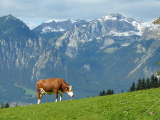 Fototapeta na wymiar Kuh im Gebirge