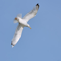 White seagull in flight