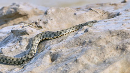 Water snake creeps on the stone