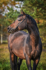 Portrait of beautiful bay stallion