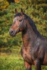 Obraz premium Portrait of beautiful latvian breed stallion