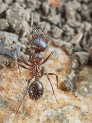 Ant outside in the garden