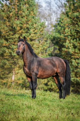 Portrait of beautiful bay stallion
