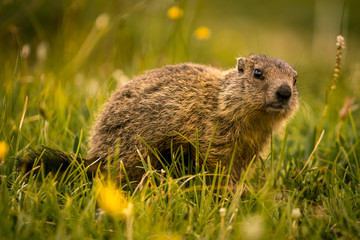 Little marmot