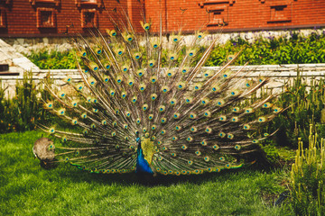 Obraz premium Beautiful male peacock with expanded feathers on the grass in the yard