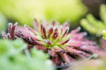 Red - green succulent in a pot