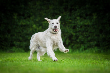Golden retriever dog playing with a ball