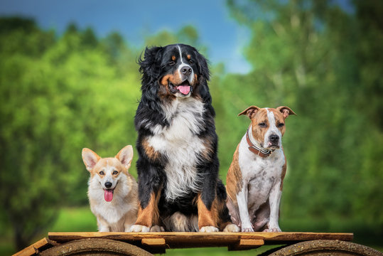 Group of three trained dogs in summer