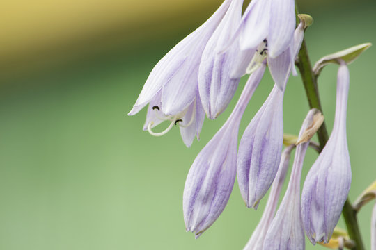 Fototapeta цветы колокольчика крупным планом.