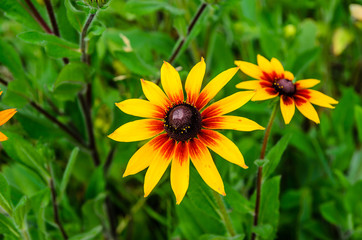 Black eyed susan flower on summer
