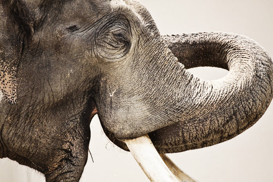 Animal Wildlife, Asian Elephant Portrait, Close Up