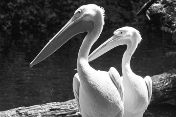 Animal wildlife, two white pelicans portrait  standing nearby. Pelicans are gregarious bird of pale plumage living in tropical and temperate zone.
