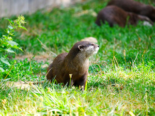 Loutre d'asie
