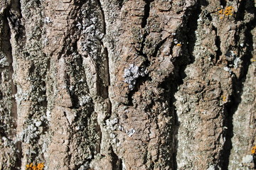 Bark of pine closeup