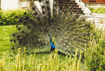 Obraz premium Beautiful male peacock with expanded feathers on the grass