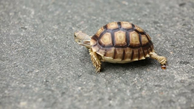 Centrochelys sulcata turtle walking on the concrete floor.