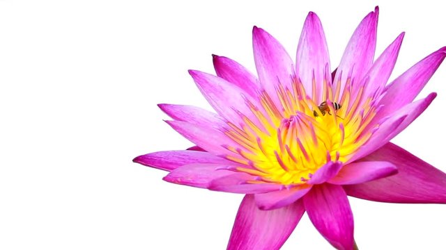 Lotus flower on isolated white background