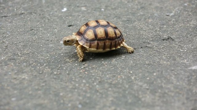 Centrochelys sulcata turtle walking on the concrete floor.