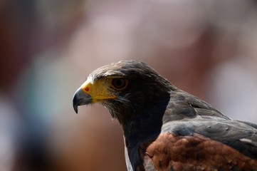 Bussard, Habicht