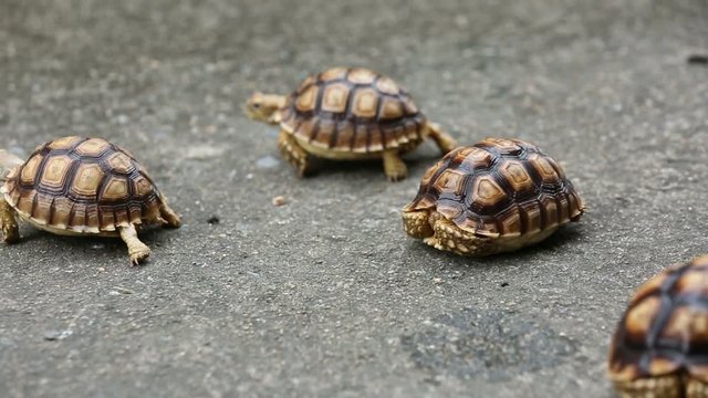 Group of Centrochelys sulcata turtle walking on the concrete floor.