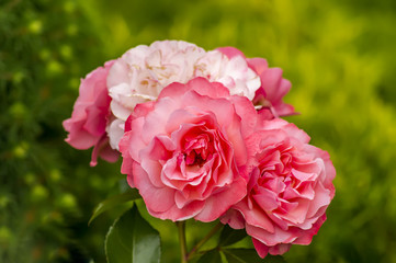 bush of blooming pink roses on green backround